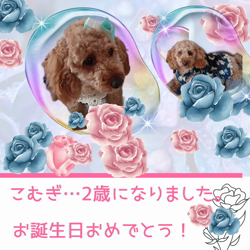 宮村佳子ブリーダーからお迎えしたトイプードル：こむぎちゃん