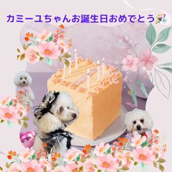 宮村佳子ブリーダーからお迎えしたトイプードル：こむぎちゃん