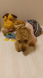 宮村佳子ブリーダーからお迎えしたトイプードル：こむぎちゃん