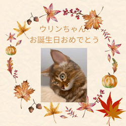 宮村佳子ブリーダーからお迎えしたトイプードル：こむぎちゃん
