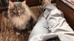 佐々木美絵ブリーダーからお迎えしたメインクーン：小太郎くん