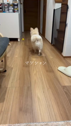 船越正樹ブリーダーからお迎えしたミックス(ポメラニアン×(ポメラニアン×パピヨン)：つくねくん