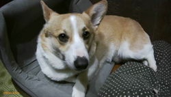 池田洋子ブリーダーからお迎えしたウェルシュ・コーギー・ペンブローク：マイロくん