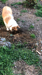 池田洋子ブリーダーからお迎えしたウェルシュ・コーギー・ペンブローク：マイロくん