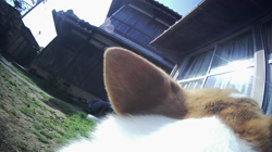 池田洋子ブリーダーからお迎えしたウェルシュ・コーギー・ペンブローク：マイロくん