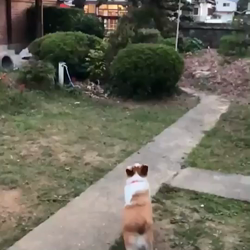 池田洋子ブリーダーからお迎えしたウェルシュ・コーギー・ペンブローク：マイロくん