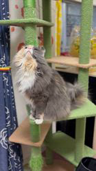 金子円ブリーダーからお迎えしたノルウェージャンフォレストキャット：オペラちゃん