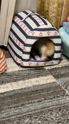 湯澤さき江ブリーダーからお迎えしたマンチカン：メルちゃん
