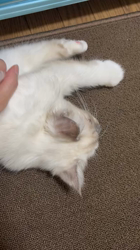 冨岡利枝ブリーダーからお迎えしたミヌエット：ぷりんちゃん