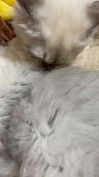 冨岡利枝ブリーダーからお迎えしたミヌエット：ぷりんちゃん