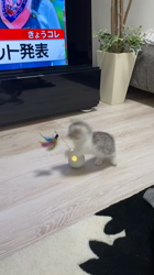 加藤優稀ブリーダーからお迎えしたマンチカン：たまぴーくん