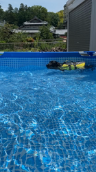 池田研司ブリーダーからお迎えしたラブラドールレトリバー：ナッツちゃん