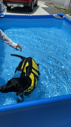 池田研司ブリーダーからお迎えしたラブラドールレトリバー：ナッツちゃん