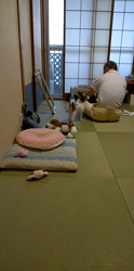 中野康宏ブリーダーからお迎えしたパピヨン：poppyちゃん