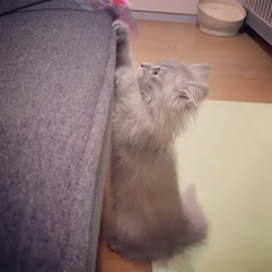 平塚晴美ブリーダーからお迎えしたサイベリアン：すみちゃん