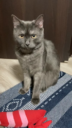 宮田大輔ブリーダーからお迎えしたスコティッシュストレート：ちゃるくん