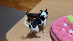 古川加寿子ブリーダーからお迎えしたチワワ(スムース)：ルーちゃんとクーちゃんくん