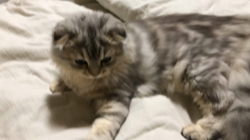 市川俊ブリーダーからお迎えしたマンチカン：おかきちゃん