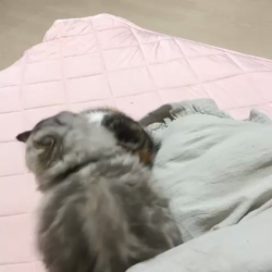 市川俊ブリーダーからお迎えしたマンチカン：おかきちゃん