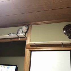 市川俊ブリーダーからお迎えしたマンチカン：おかきちゃん