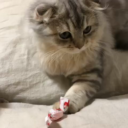 市川俊ブリーダーからお迎えしたマンチカン：おかきちゃん