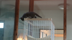 小森裕二ブリーダーからお迎えしたミヌエット：すずちゃん