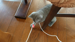 小森裕二ブリーダーからお迎えしたミヌエット：すずちゃん