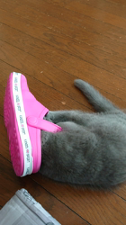 小森裕二ブリーダーからお迎えしたミヌエット：すずちゃん