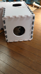 小森裕二ブリーダーからお迎えしたミヌエット：すずちゃん