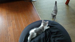 小森裕二ブリーダーからお迎えしたミヌエット：すずちゃん