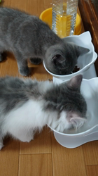 小森裕二ブリーダーからお迎えしたミヌエット：すずちゃん