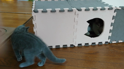 小森裕二ブリーダーからお迎えしたミヌエット：すずちゃん