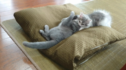 小森裕二ブリーダーからお迎えしたミヌエット：すずちゃん