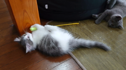 小森裕二ブリーダーからお迎えしたミヌエット：すずちゃん