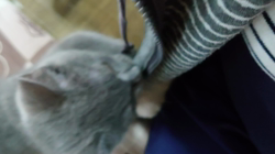 小森裕二ブリーダーからお迎えしたミヌエット：すずちゃん