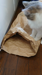 小森裕二ブリーダーからお迎えしたミヌエット：すずちゃん