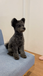 高口昌史ブリーダーからお迎えしたポメプー：むぎちゃん