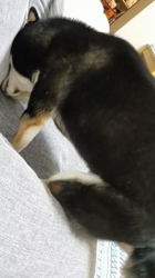 石原淑江ブリーダーからお迎えした柴犬：あずきちゃん