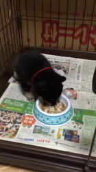 石原淑江ブリーダーからお迎えした柴犬：あずきちゃん