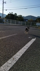 石原淑江ブリーダーからお迎えした柴犬：あずきちゃん