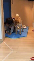 近藤幸子ブリーダーからお迎えした柴犬：くるみちゃん