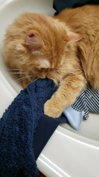 西山聡子ブリーダーからお迎えしたミヌエット：とらくん