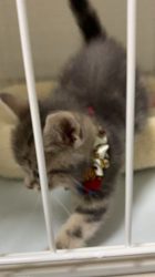 草間理恵子ブリーダーからお迎えしたアメリカンショートヘア：ぽんたくん