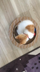 石井順子ブリーダーからお迎えしたスコティッシュフォールド：トワくん