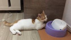 石井順子ブリーダーからお迎えしたスコティッシュフォールド：トワくん