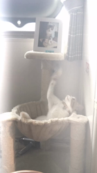 石井順子ブリーダーからお迎えしたスコティッシュフォールド：トワくん