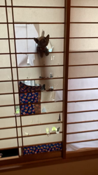 齋藤信江ブリーダーからお迎えしたロシアンブルー：かれんちゃん