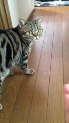 草間理恵子ブリーダーからお迎えしたアメリカンショートヘア：タイソンくん