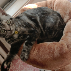 杉野洋子ブリーダーからお迎えしたアメリカンショートヘア：ミューちゃん