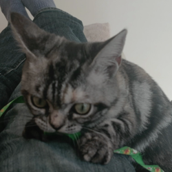 杉野洋子ブリーダーからお迎えしたアメリカンショートヘア：ミューちゃん